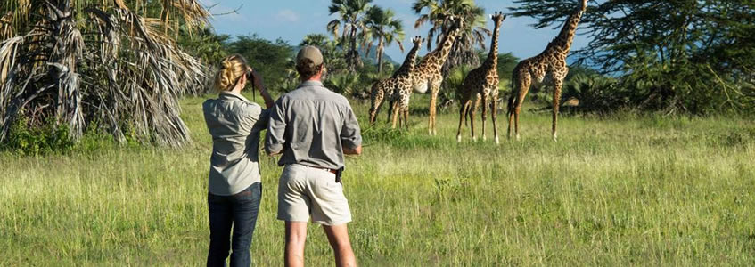 Wildlife Viewing in Uganda