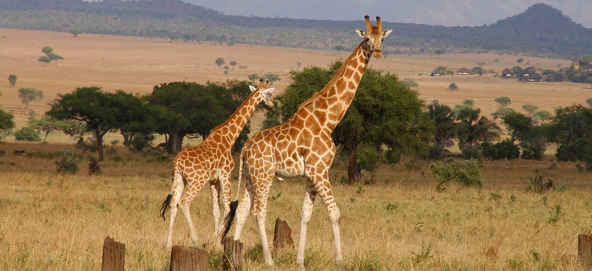 Kampala to Kidepo Valley NP