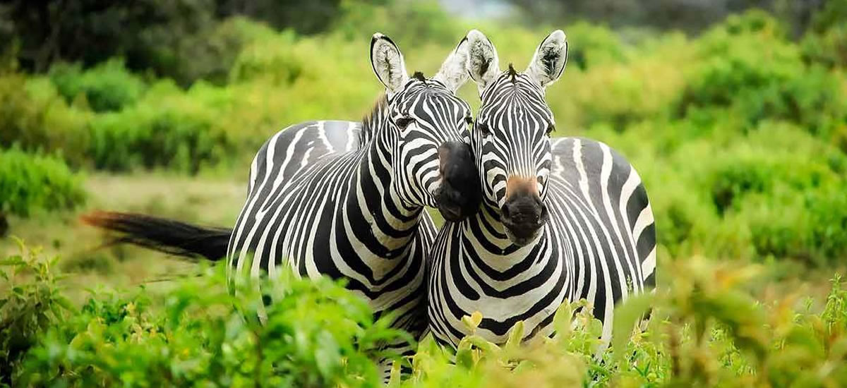 Kampala to Lake Mburo NP